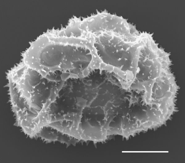 Dryopteridaceae Elaphoglossum burchellii