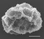 image of Elaphoglossum burchellii
