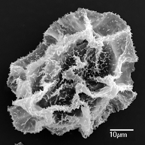 Lomariopsidaceae Mickelia guianensis