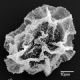 image of Mickelia guianensis