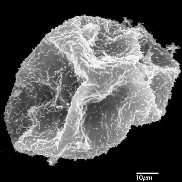 Dryopteridaceae Lomagramma atrans