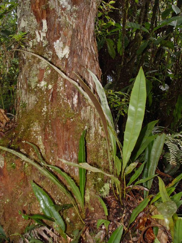 Dryopteridaceae Elaphoglossum aff chartaceum