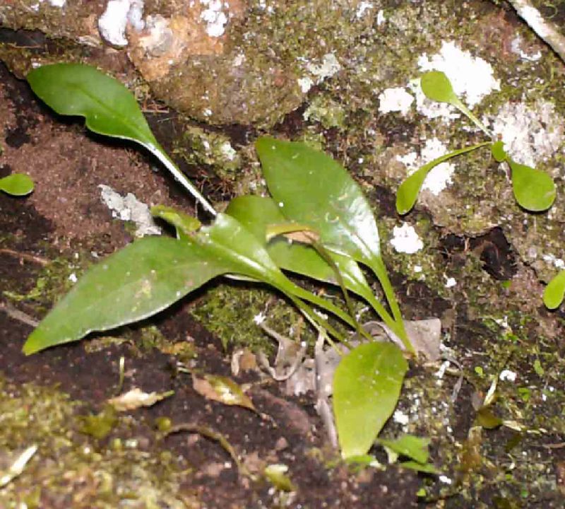 Dryopteridaceae Elaphoglossum aff maxonii