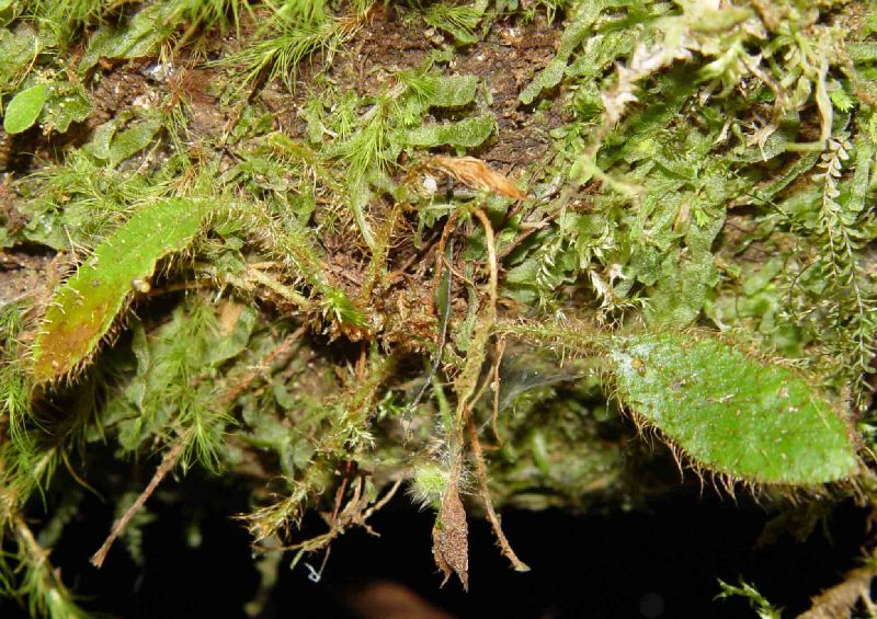 Dryopteridaceae Elaphoglossum aff ocoense