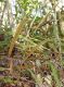 image of Elaphoglossum eggersii