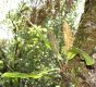 image of Elaphoglossum erinaceum