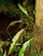 image of Elaphoglossum chartaceum