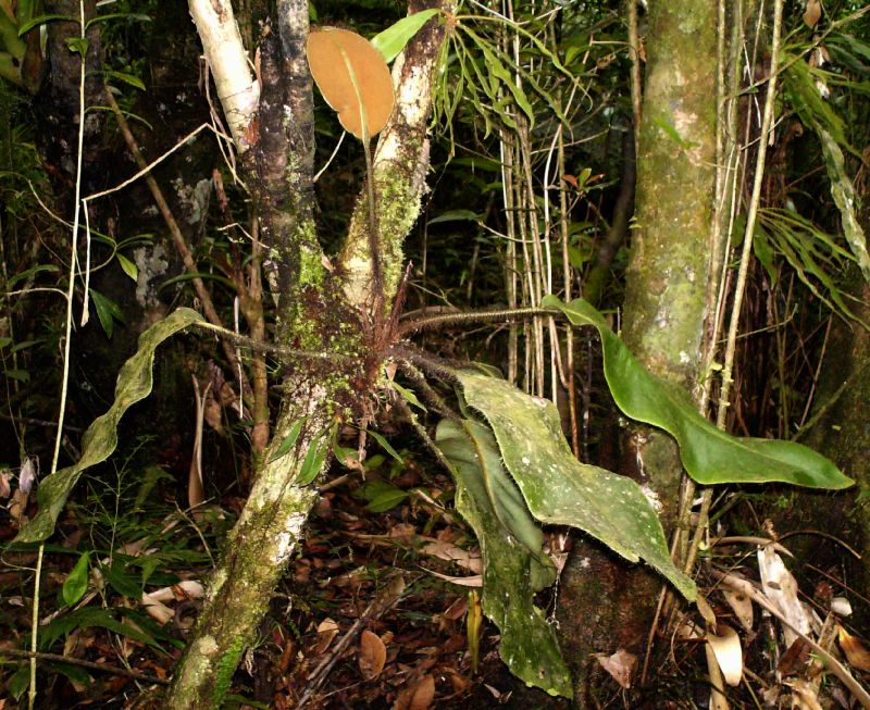 Dryopteridaceae Elaphoglossum crinitum