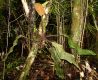 image of Elaphoglossum crinitum