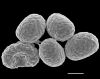image of Drynaria coronans