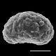 image of Drynaria coronans
