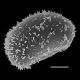 image of Drynaria willdenowii