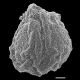image of Selaginella rupestris