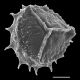 image of Selaginella selaginoides