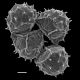 image of Selaginella selaginoides