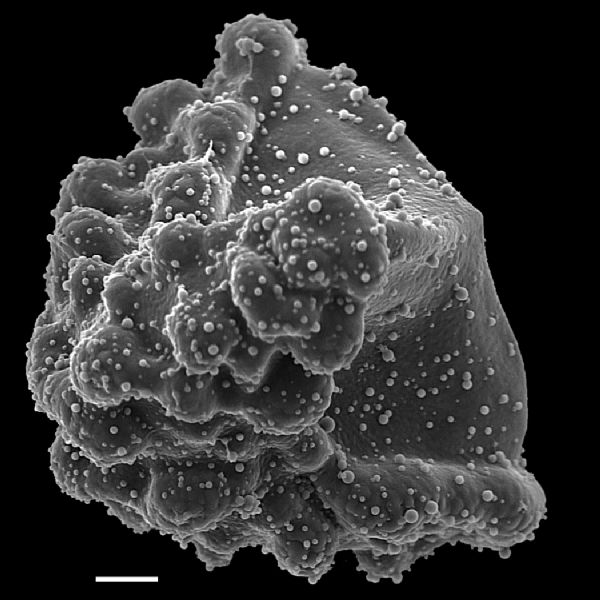 Lygodiaceae Lygodium smithianum
