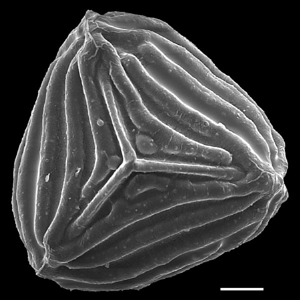 Anemiaceae Mohria caffrorum
