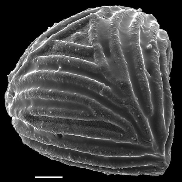 Anemiaceae Mohria caffrorum