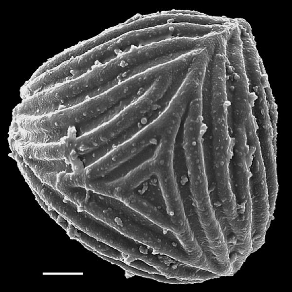 Anemiaceae Mohria caffrorum