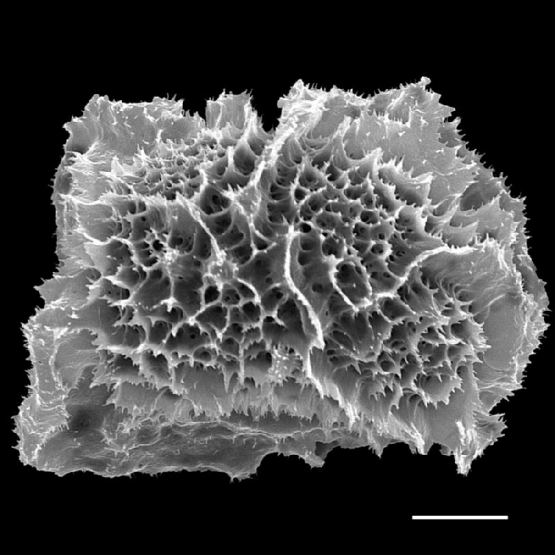 Tectariaceae Tectaria angelicaefolia