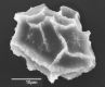 image of Elaphoglossum cordifolium