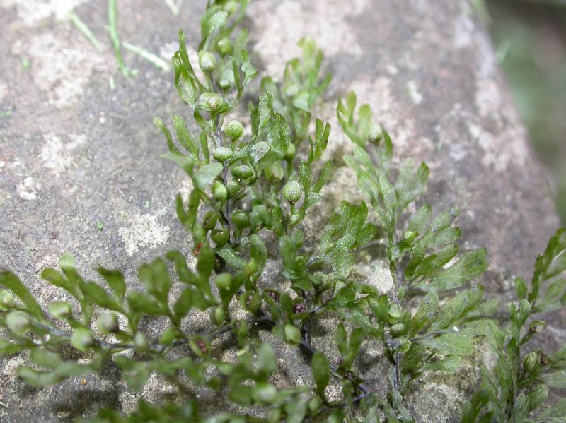 Hymenophyllaceae Hymenophyllum myriocarpon