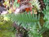 image of Polypodium appalachianum