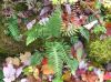image of Polypodium appalachianum