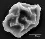 image of Elaphoglossum cordifolium