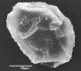 image of Elaphoglossum cordifolium
