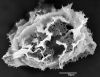 image of Elaphoglossum crassicaule