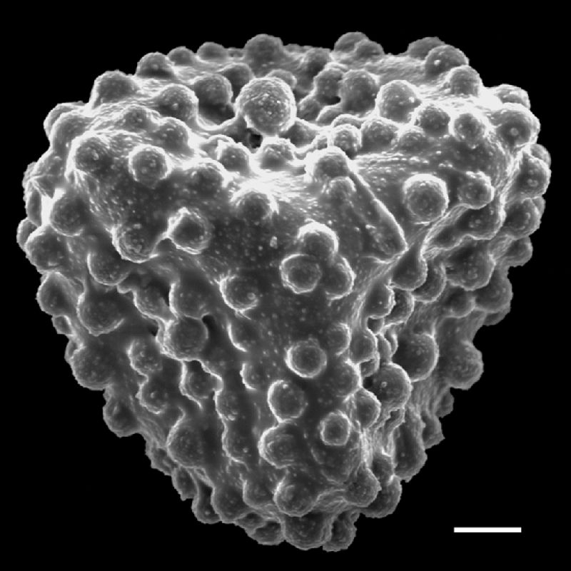 Lygodiaceae Lygodium circinnatum