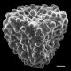 image of Lygodium circinnatum