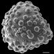 image of Lygodium circinnatum