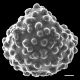 image of Lygodium circinnatum