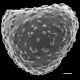 image of Lygodium heterodoxum