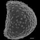 image of Lygodium heterodoxum