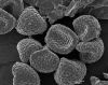 image of Lygodium japonicum
