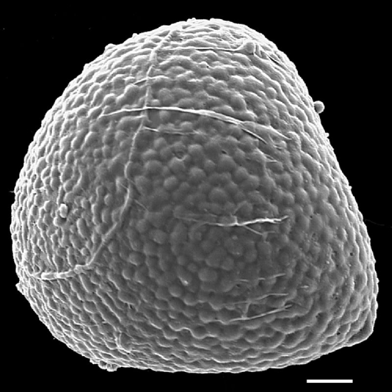 Lygodiaceae Lygodium kerstenii