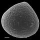 image of Lygodium kerstenii