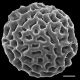 image of Lygodium microphyllum