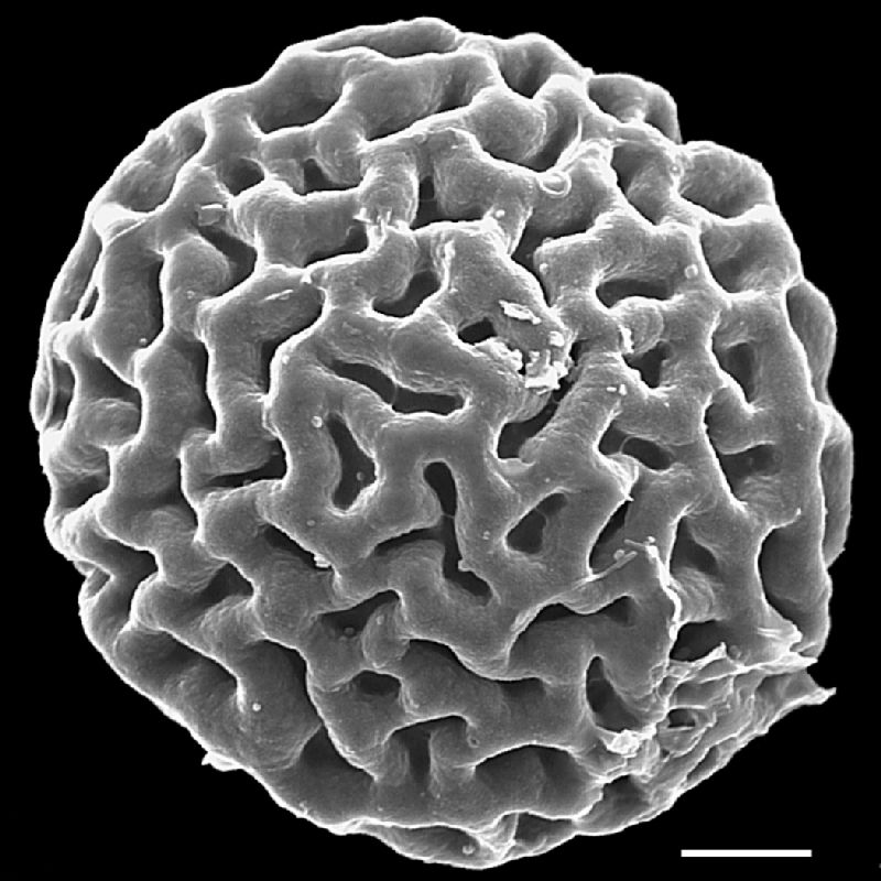 Lygodiaceae Lygodium microphyllum