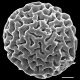 image of Lygodium microphyllum