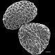 image of Lygodium microphyllum
