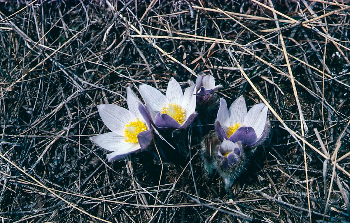 Ranunculaceae Pulsatilla patens