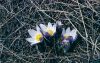 image of Pulsatilla patens