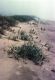 image of Cirsium pitcheri