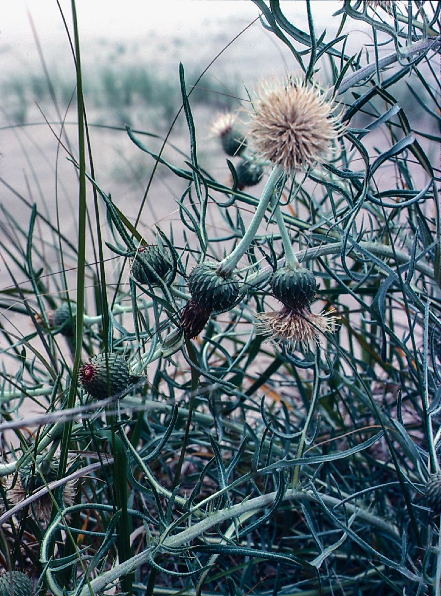 Asteraceae Cirsium pitcheri