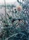 image of Cirsium pitcheri