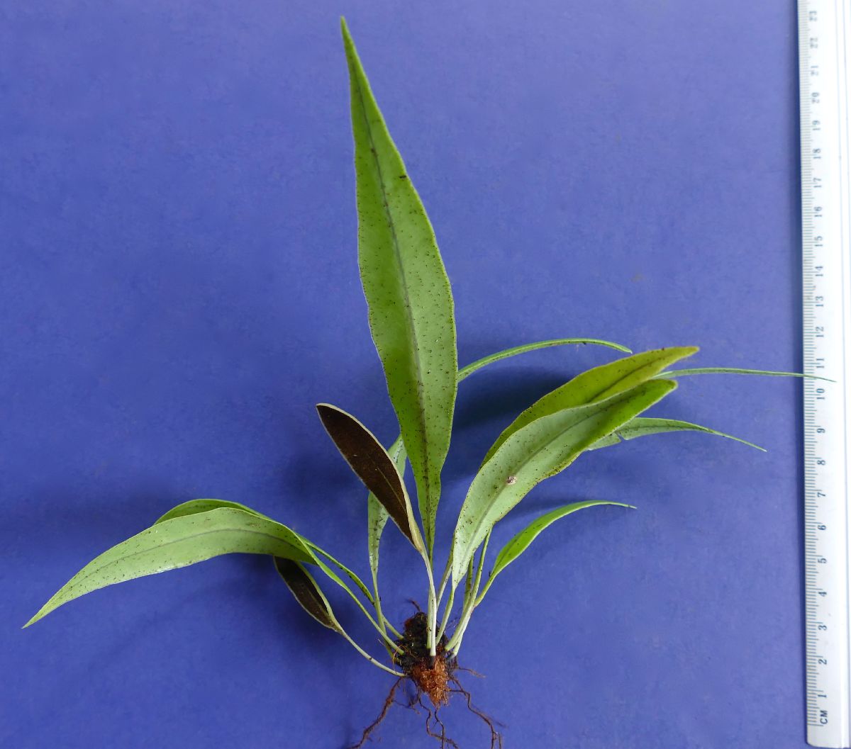 Dryopteridaceae Elaphoglossum correae